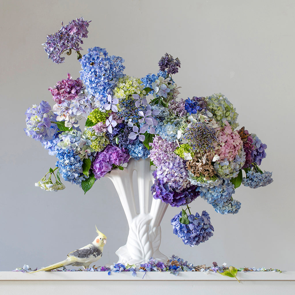 Hydrangeas 3.40pm