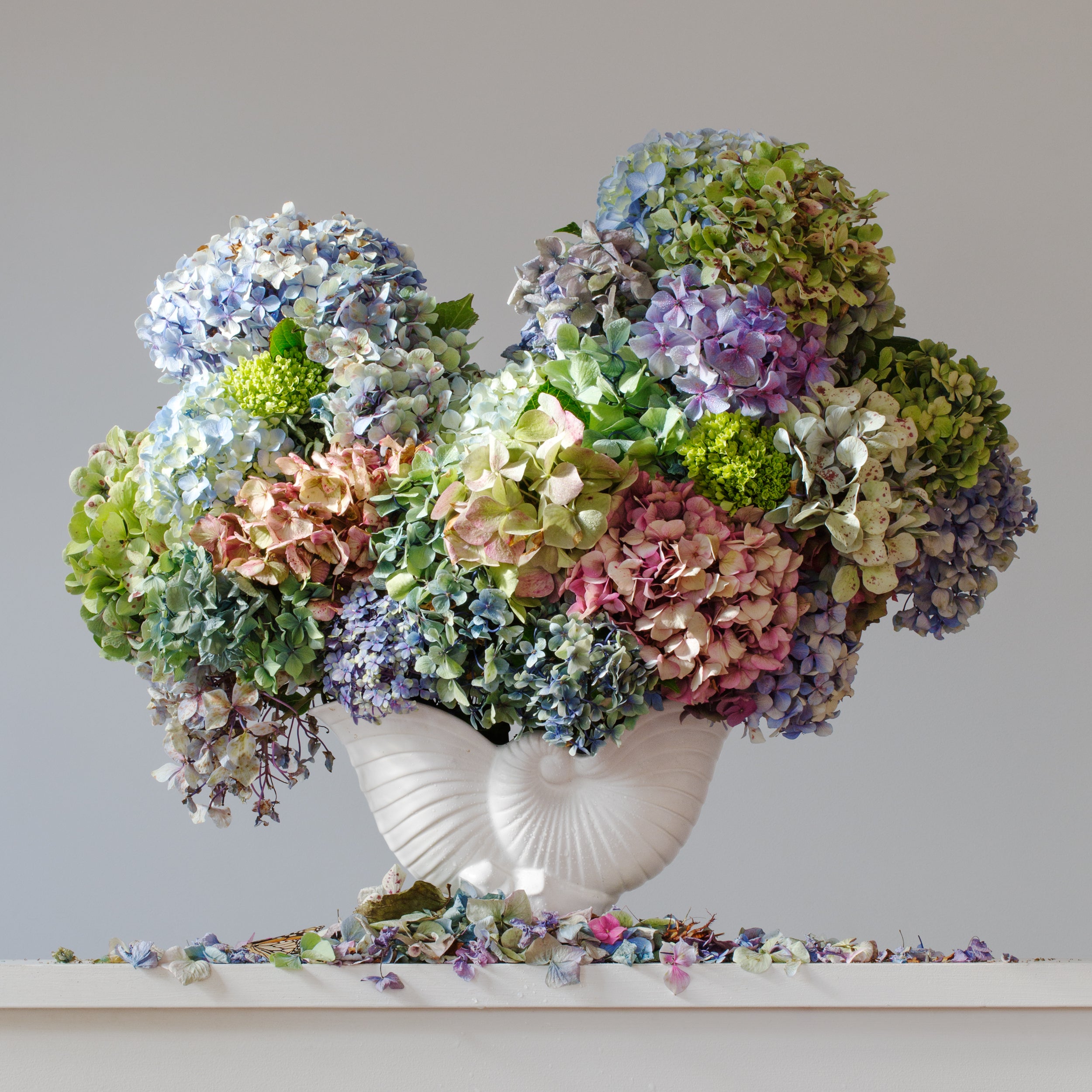 Hydrangeas 8.50 am (framed)