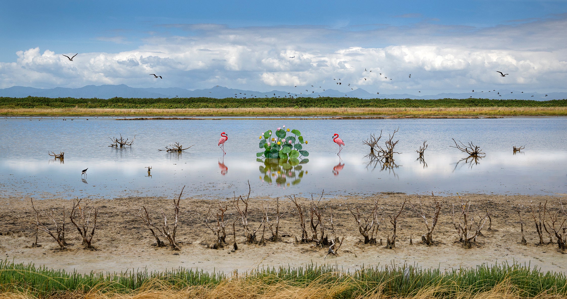 Garden of Miranda (Firth of Thames)