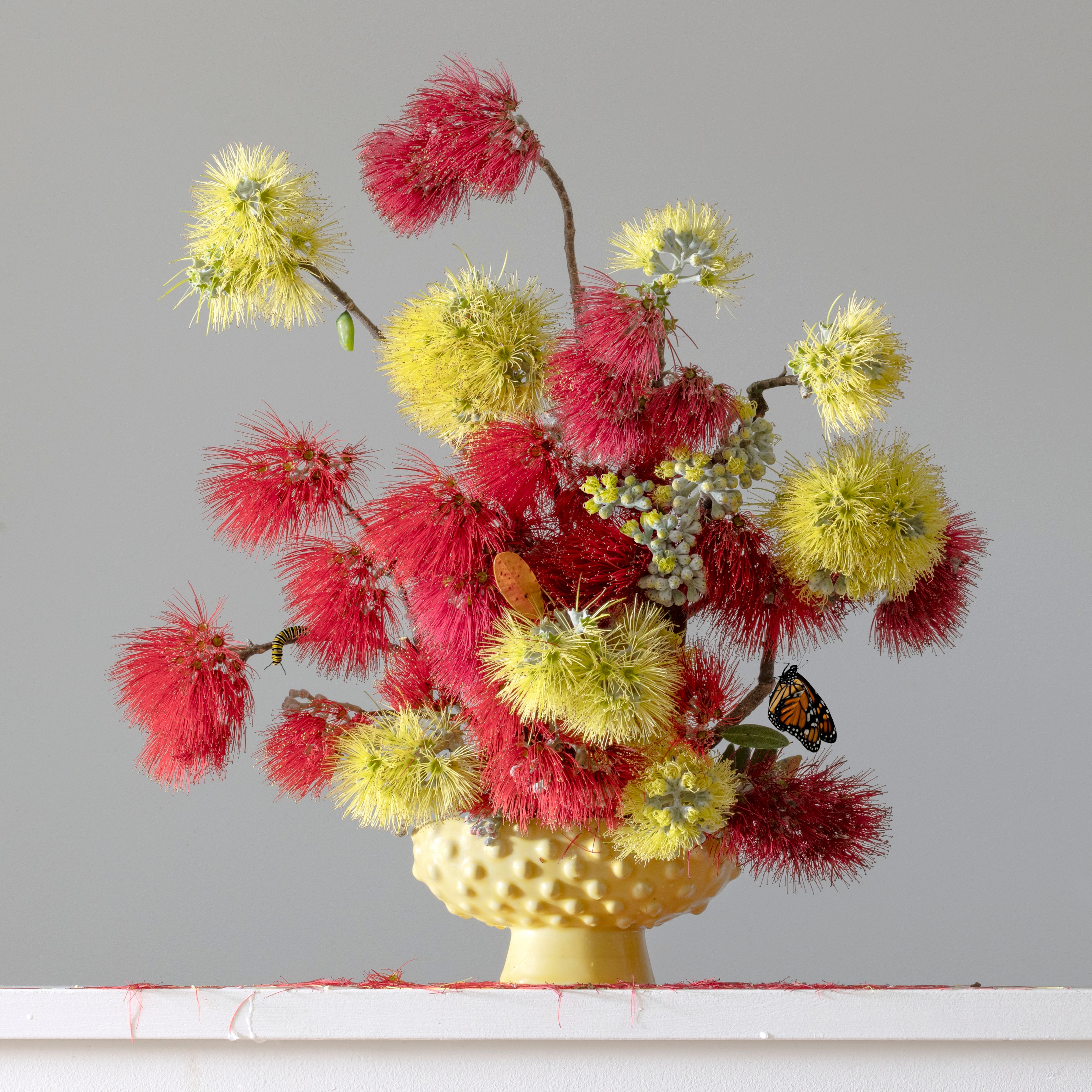 Antifragile - fundraiser