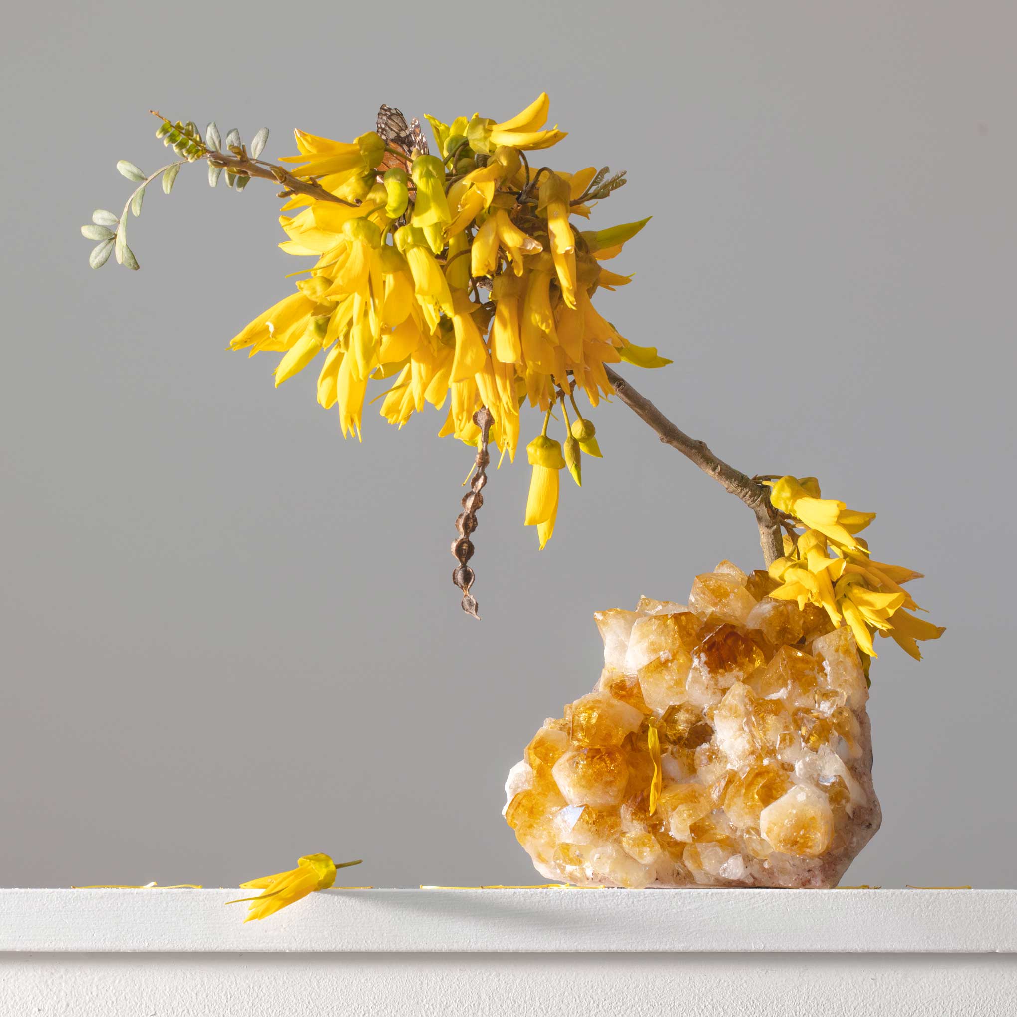 Citrine (China) Kowhai