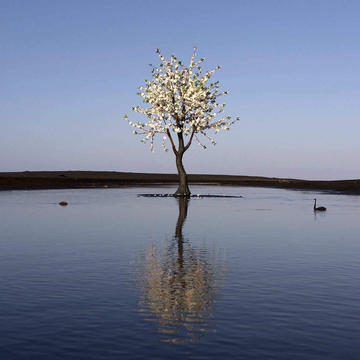 Garden of Karekare Stream