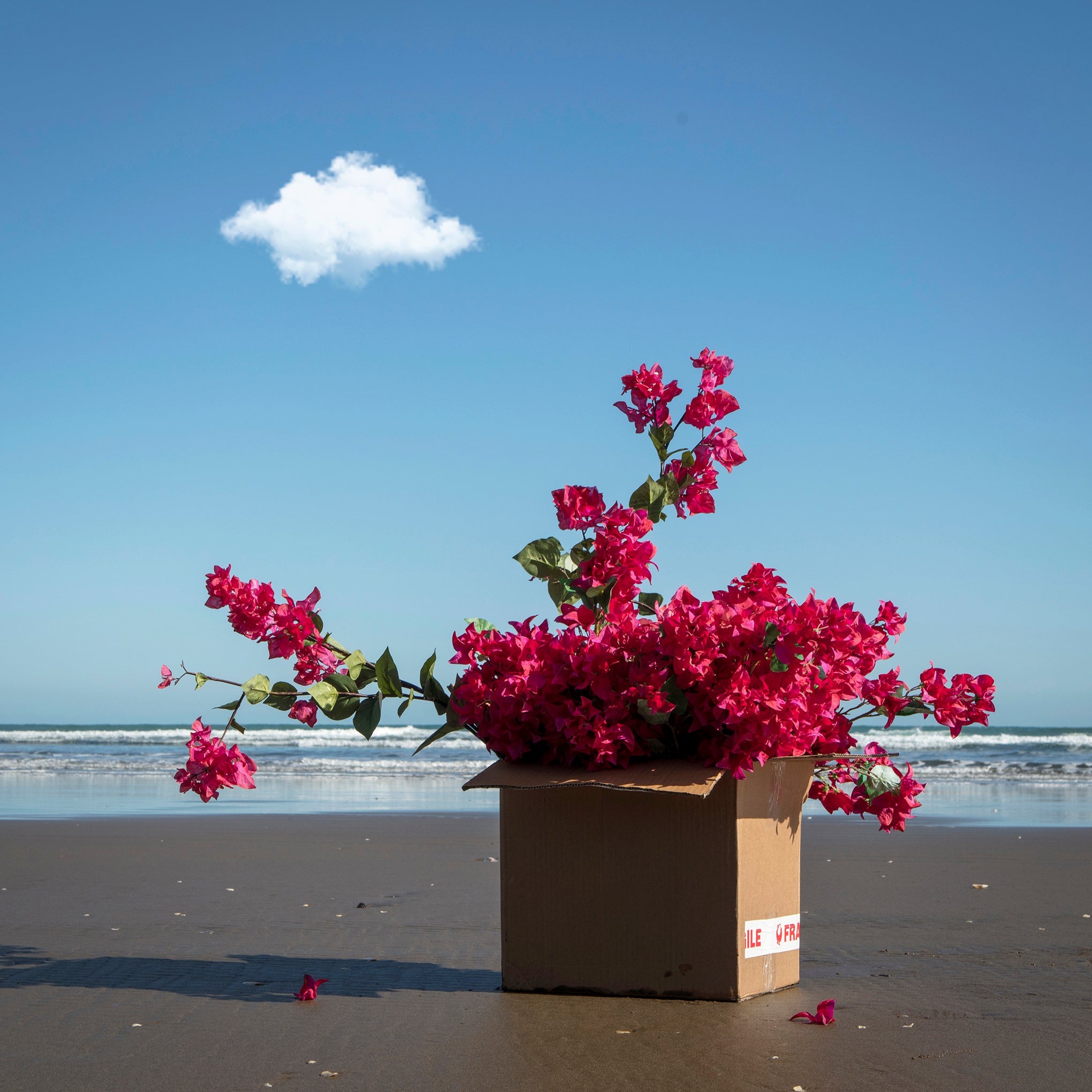 Garden of Piha Bougainvillea