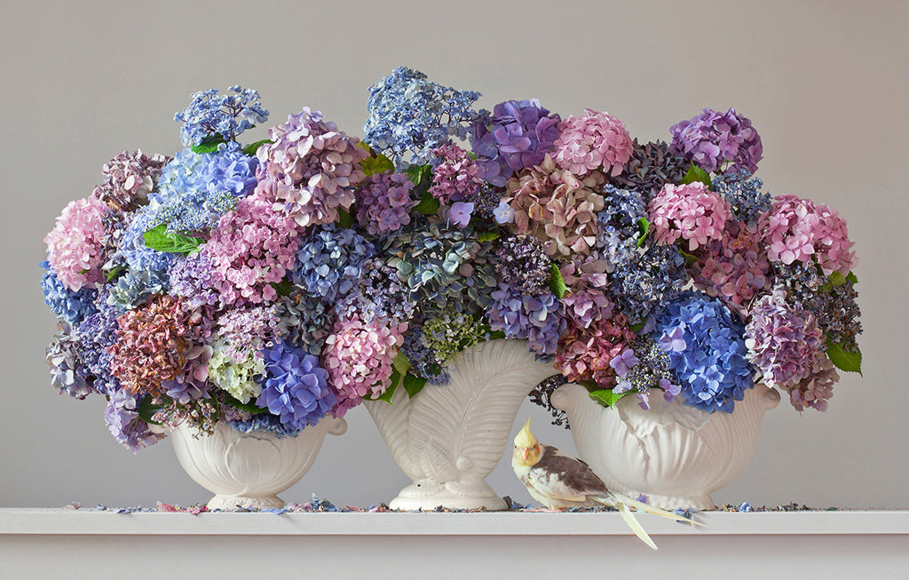 Hydrangeas 8.35am (With Bird)