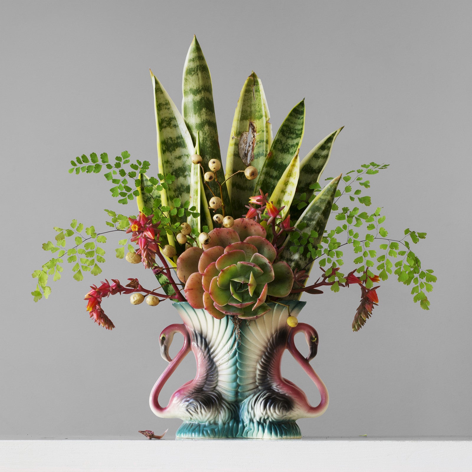 Mother In Law's Tongue, Succulent & Fern 4.22pm