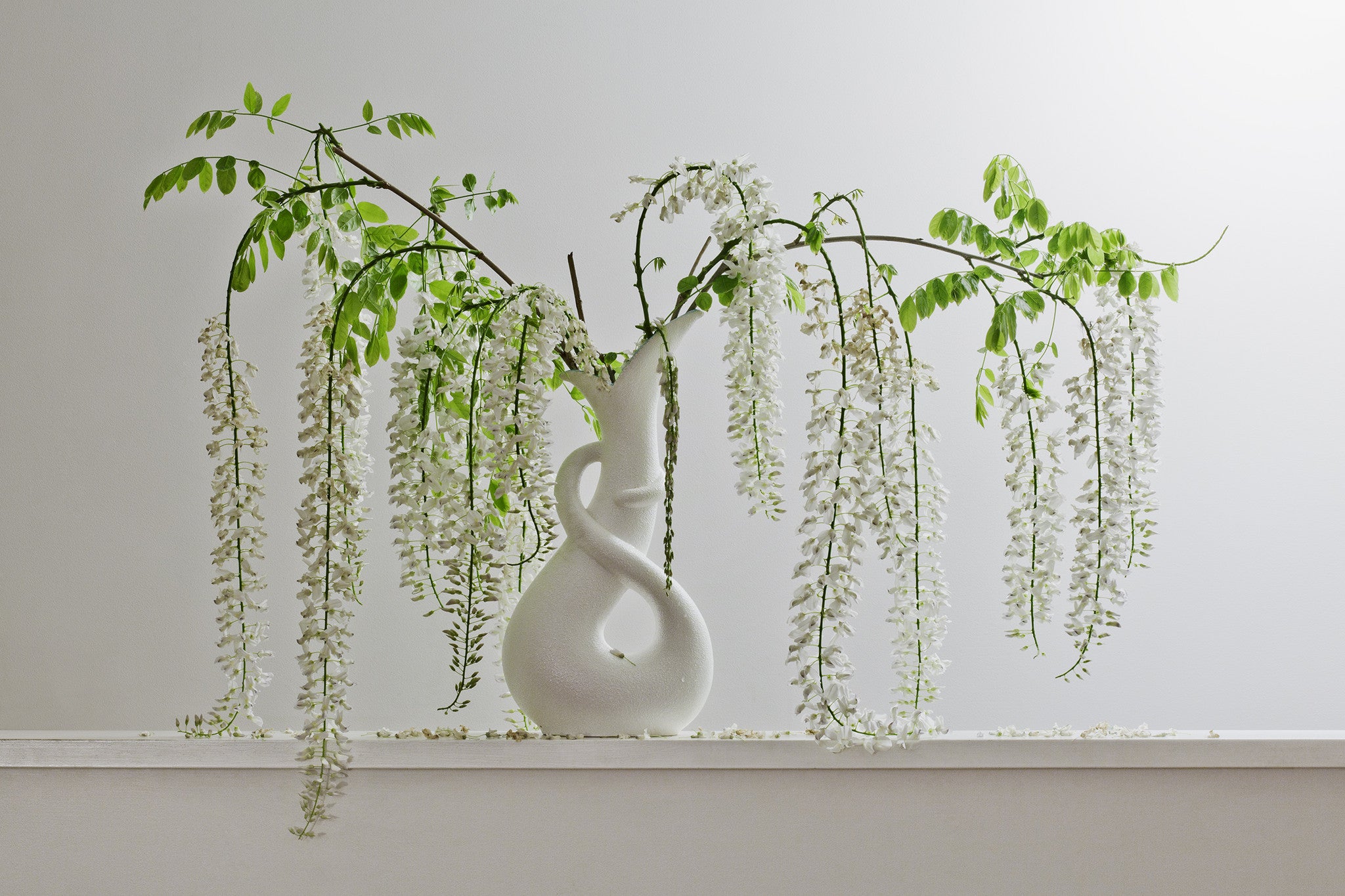 White Wisteria 8.44pm