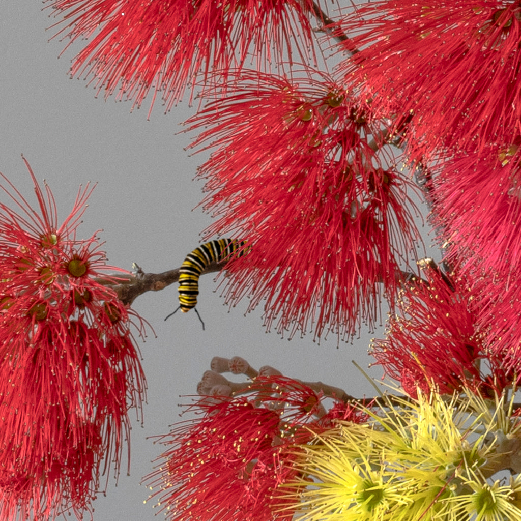 Antifragile - fundraiser