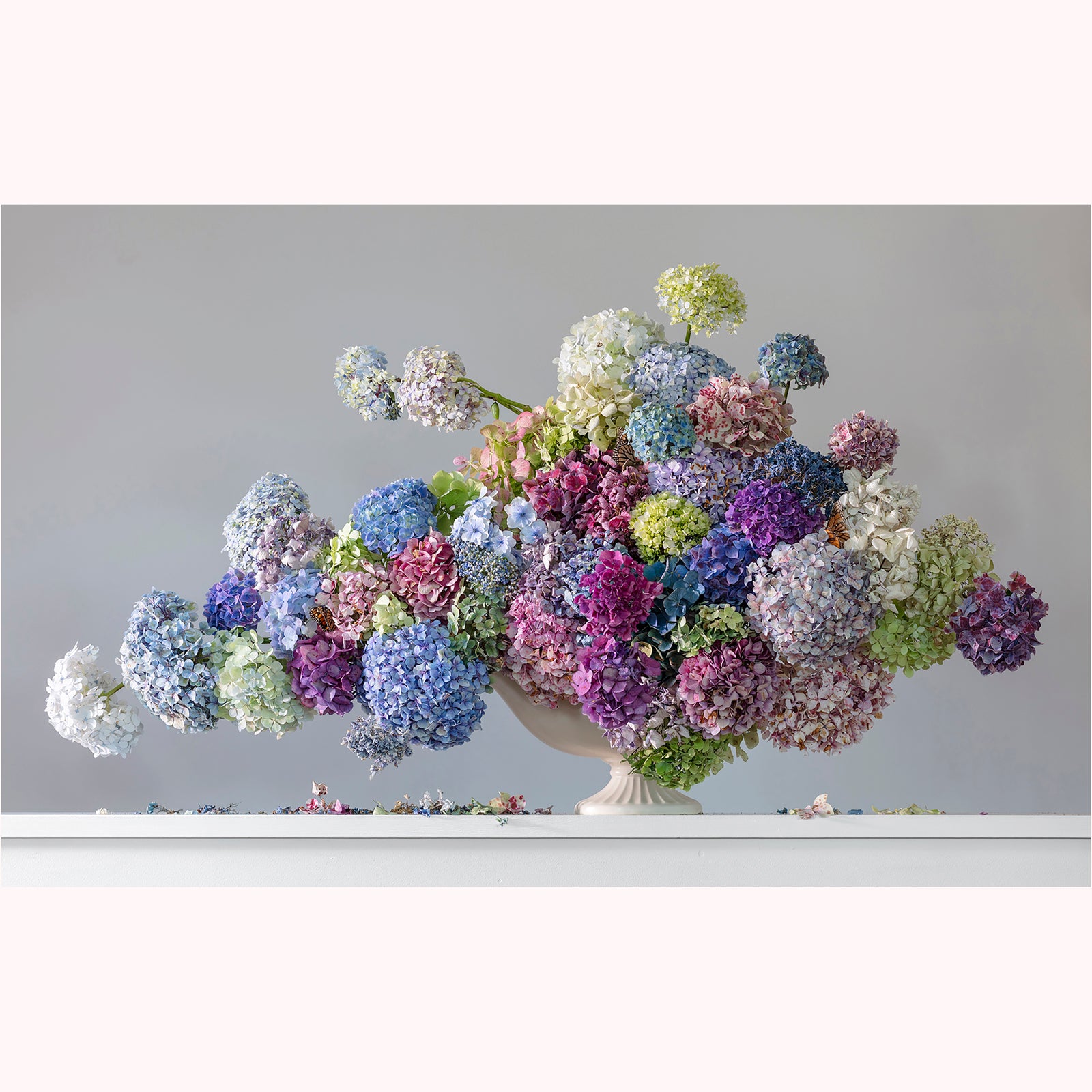 Nimbus Hydrangea (unframed)