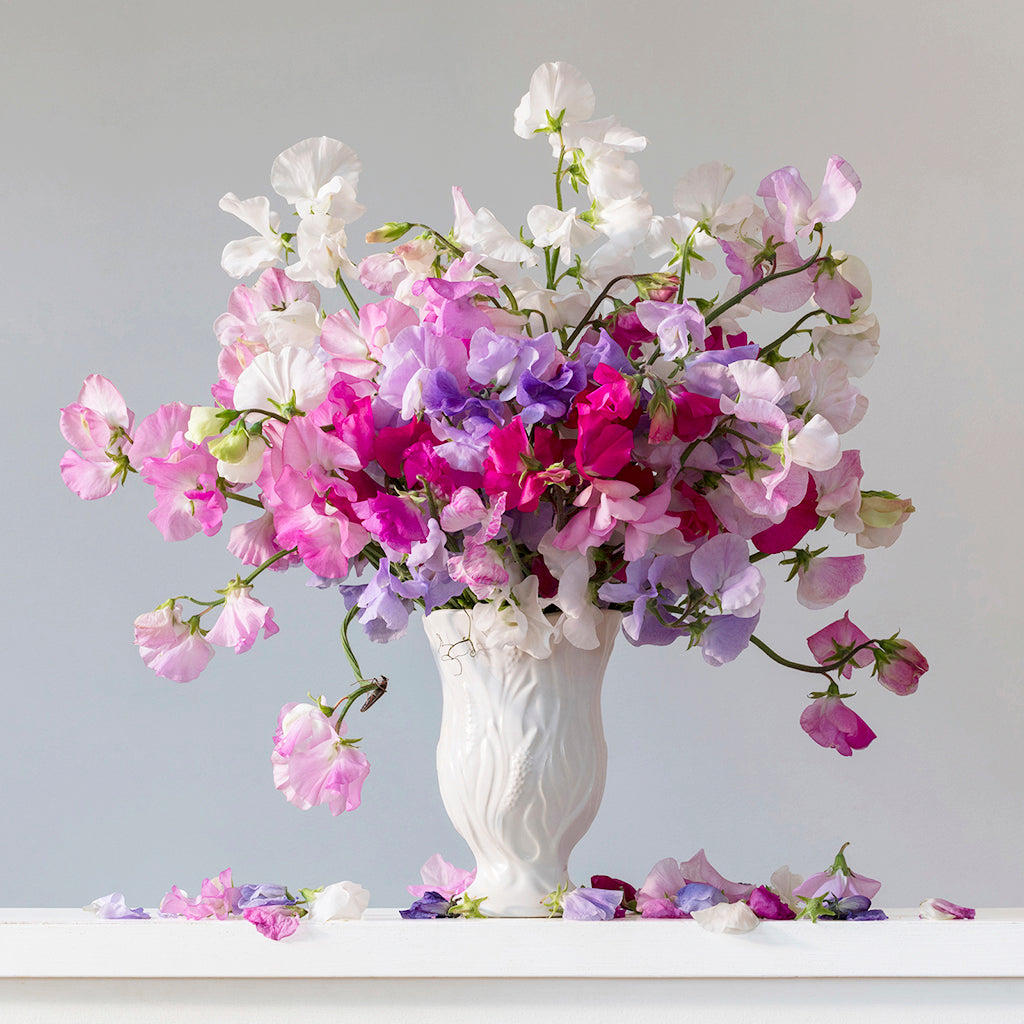 Sweet Peas 3.29 pm (framed)