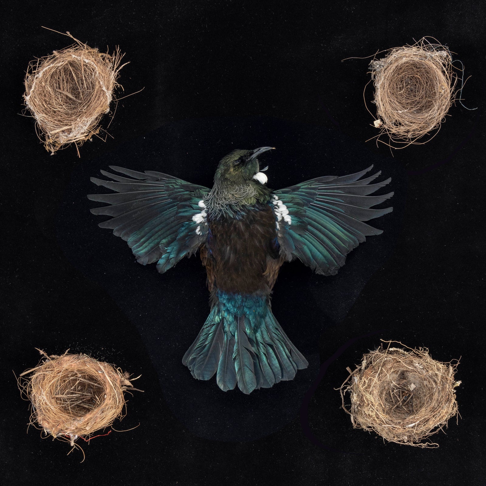 Emblem, tohu 2. 2022