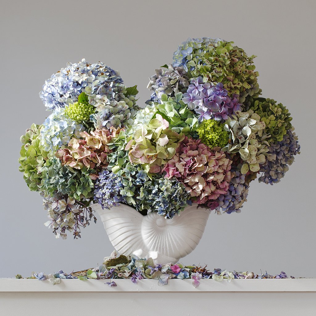 Hydrangeas 8.50 am (Framed)