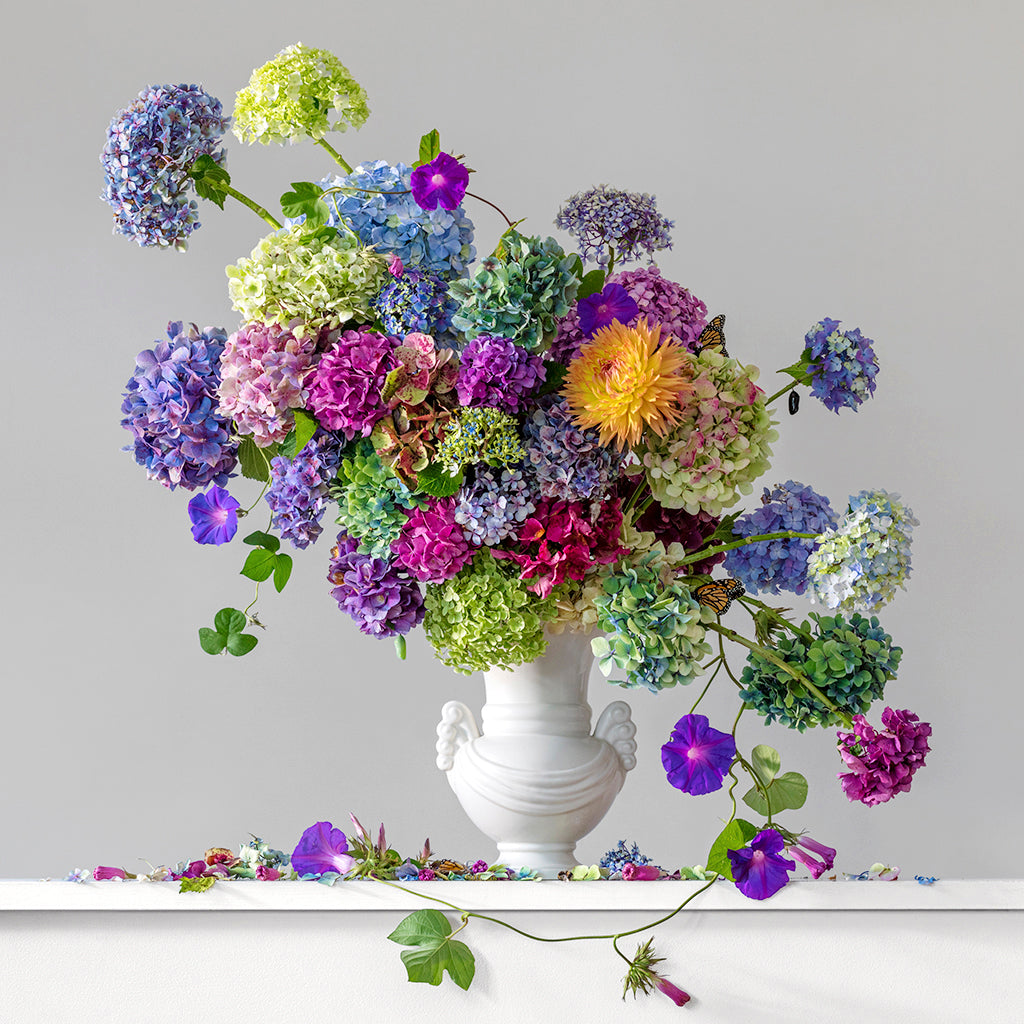 Hydrangeas, Morning Glory & Dahlia 5.10 pm (Framed)