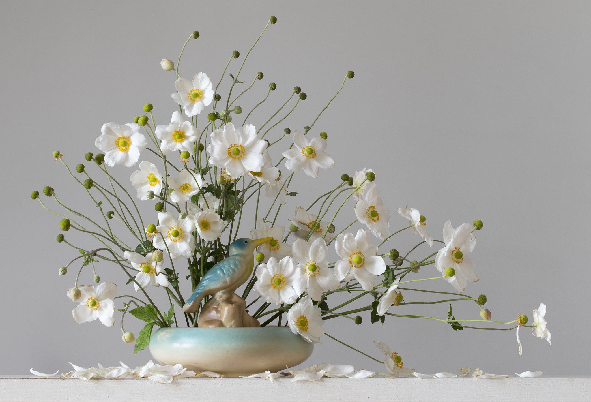 Japanese Anemones 3.55pm