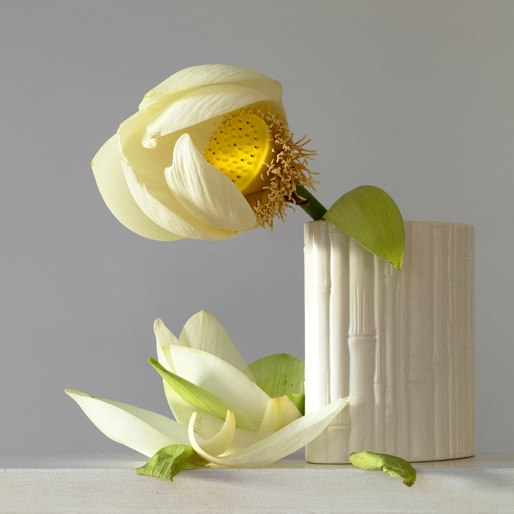 Lotus  (Framed)