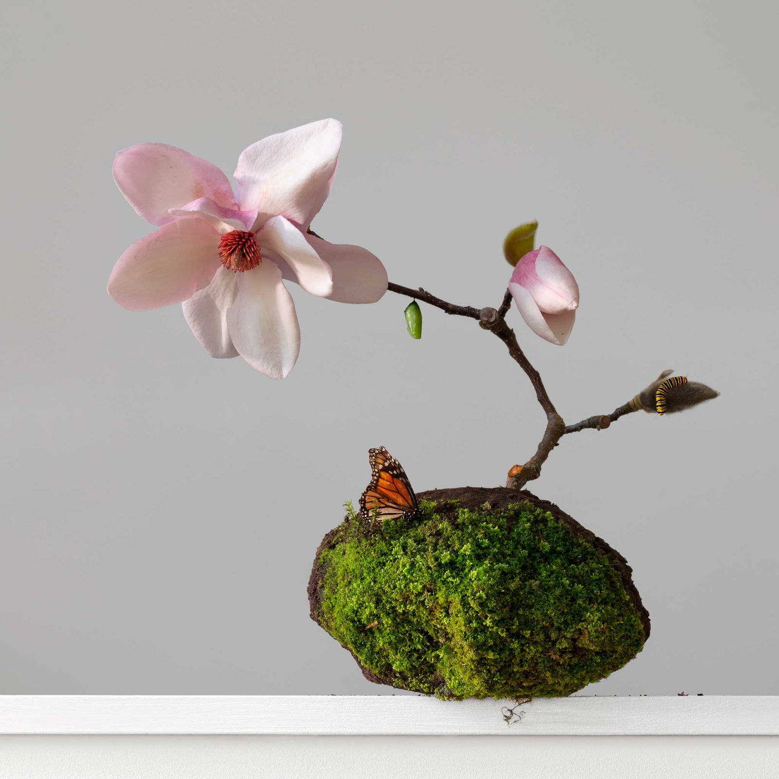 Scoria (NZ) Magnolia