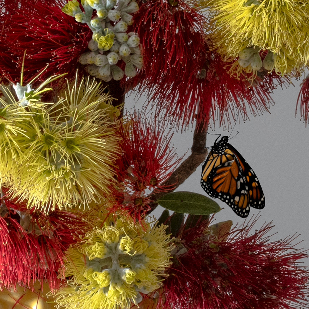 Antifragile - fundraiser