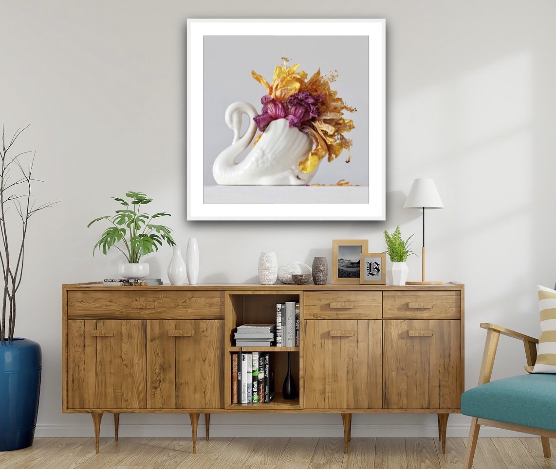 Hibiscus Swan 3.23 pm